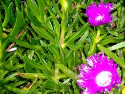 Carpobrotus deliciosus
