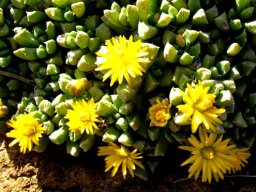 Chasmatophyllum musculinum leaves