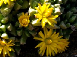 Chasmatophyllum musculinum flowers