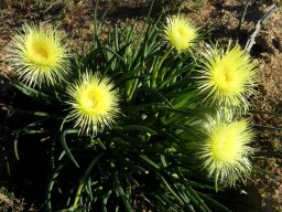 Conicosia pugioniformis subsp. alborosea