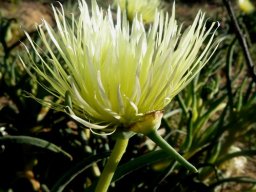 Conicosia pugioniformis subsp. alborosea flower and sepal