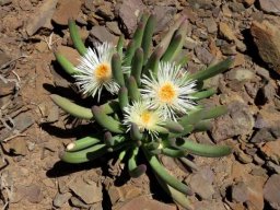 Cylindrophyllum comptonii flowers
