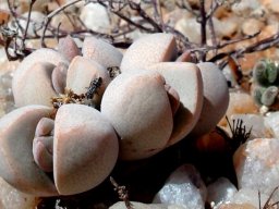 Dinteranthus microspermus subsp. puberulus