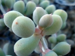 Eberlanzia schneideriana leaves