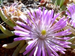 Ebracteola fulleri flower