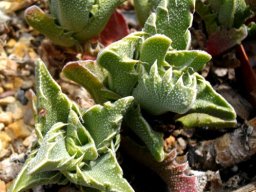 Faucaria felina var. felina 