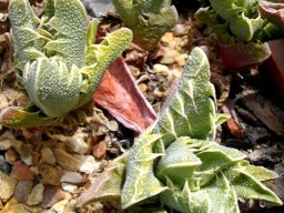 Faucaria felina var. felina