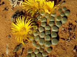 Fenestraria rhopalophylla subsp. aurantiaca leaves