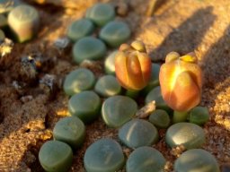 Fenestraria rhopalophylla subsp. aurantiaca buds and leaves