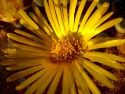 Fenestraria rhopalophylla subsp. aurantiaca flower