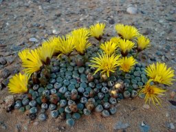 Fenestraria rhopalophylla subsp. aurantiaca buds and flowers