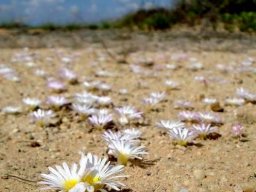 Frithia humilis