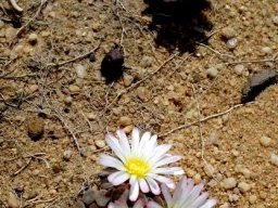 Frithia humilis flowers