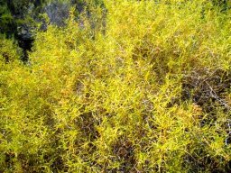 Galenia africana var. africana