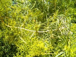 Galenia africana var. africana leaves