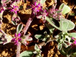 Galenia sarcophylla