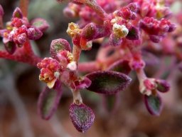 Galenia sarcophylla fruiting