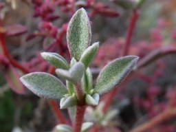 Galenia sarcophylla leaves