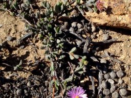 Hallianthus planus