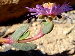 Hallianthus planus flower in profile
