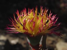 Hereroa aspera bicoloured petals