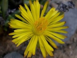 Hereroa aspera flower