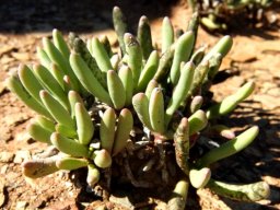 Hereroa aspera