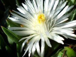 Khadia carolinensis flower