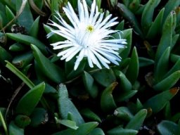 Khadia carolinensis