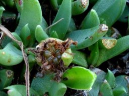 Khadia carolinensis fruit