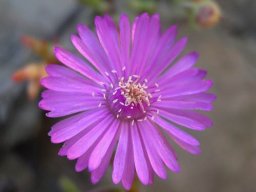Leipoldtia schultzei flower