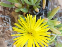 Malephora lutea flower inspectors