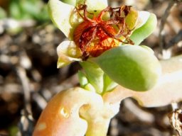 Malephora lutea