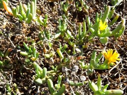 Malephora lutea leaves