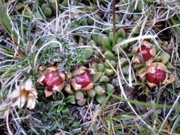 Delosperma frantiskae-niederlovae