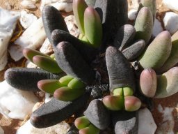 Antegibbaeum fissoides