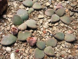 Aloinopsis hilmarii