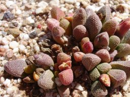 Rhinephyllum pillansii