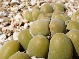 Muiria hortenseae