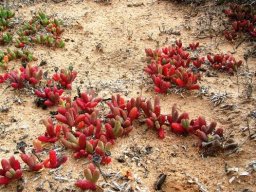 Mesembs near Broken Hill in Australia