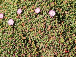 Mesemb at the Walter Sisulu National Botanical Garden