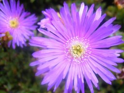 Vygie from the Western Cape