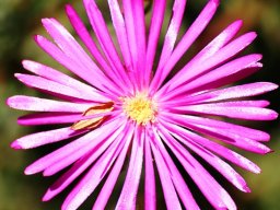 Mesemb flower with jacaranda leaflet