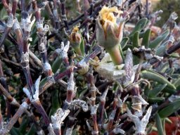 Mitrophyllum mitratum