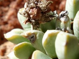 Nelia schlechteri fruit capsule