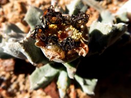 Odontophorus marlothii shortly after the flower