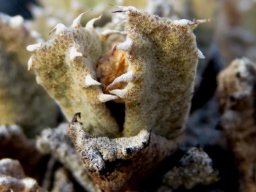 Odontophorus marlothii leaf pair