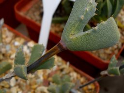Odontophorus marlothii long stalks