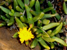 Orthopterum coegana flowering in May