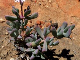 Oscularia cedarbergensis